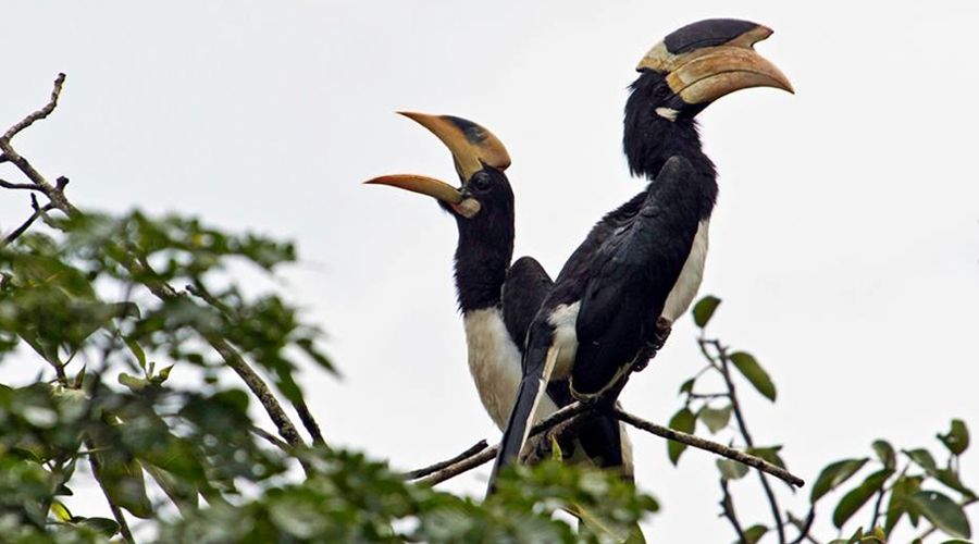 Bird Watching in Dandeli