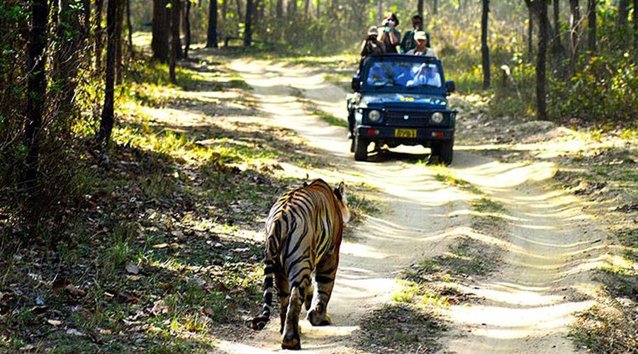 Dandeli Jungle Safari